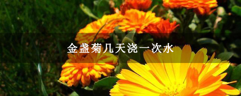 金盏菊几天浇一次水