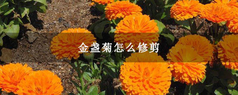 金盏菊怎么修剪