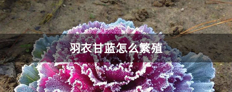 羽衣甘蓝怎么繁殖