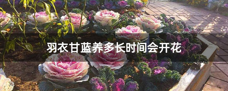 羽衣甘蓝养多长时间会开花