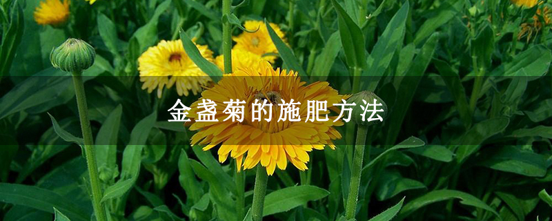 金盏菊的施肥方法