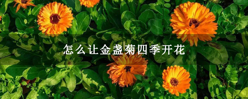 怎么让金盏菊四季开花