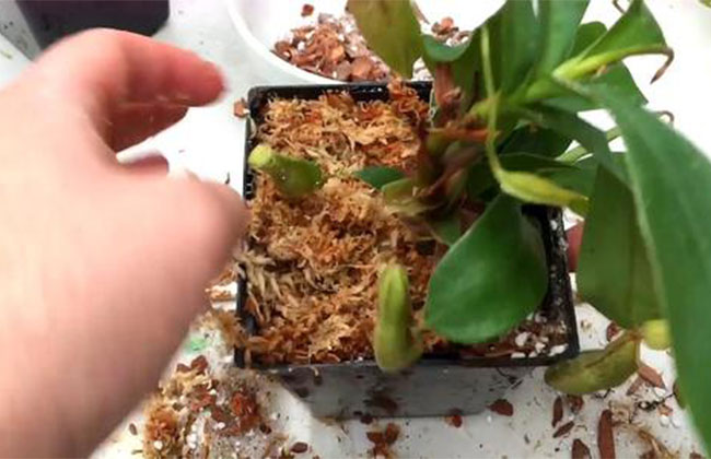 盆栽花卉的日常养护该怎样浇水