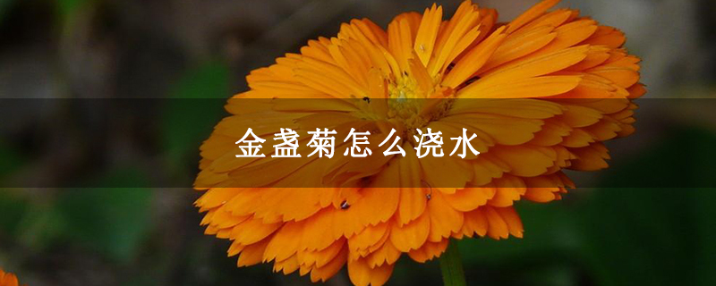 金盏菊怎么浇水