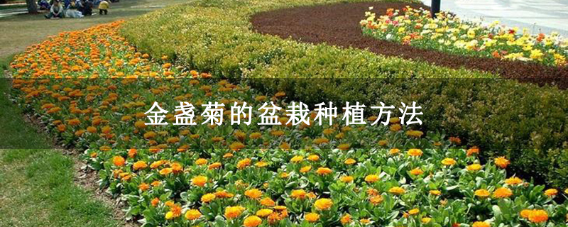 金盏菊的盆栽种植方法