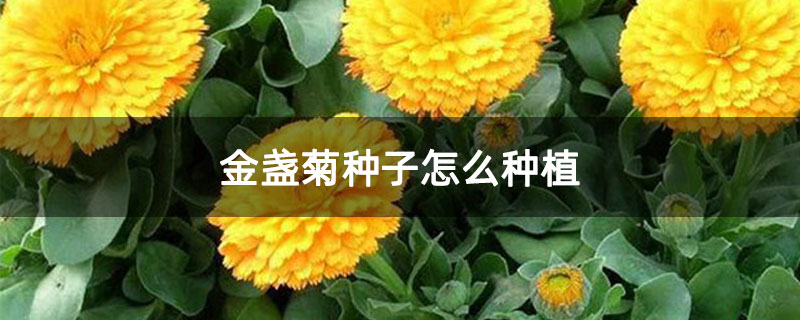 金盏菊种子怎么种植