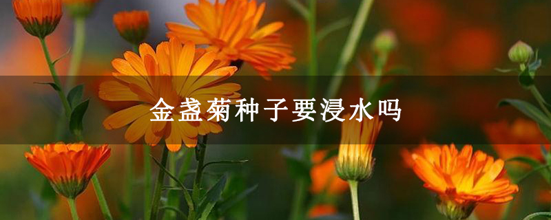 金盏菊种子要浸水吗