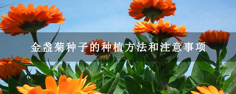 金盏菊种子的种植方法和注意事项