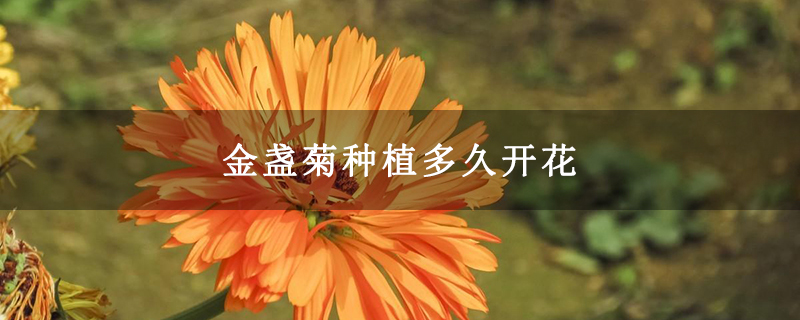 金盏菊种植多久开花