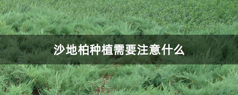 沙地柏种植需要注意什么