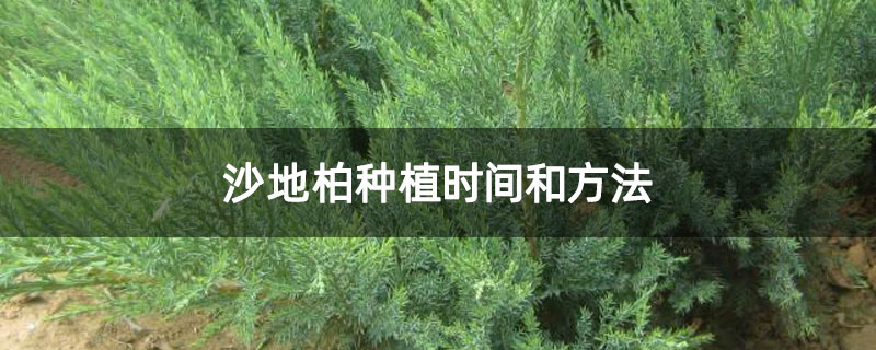 沙地柏种植时间和方法