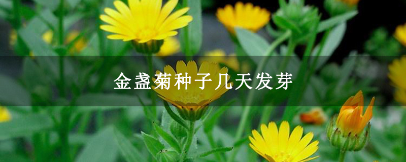 金盏菊种子几天发芽
