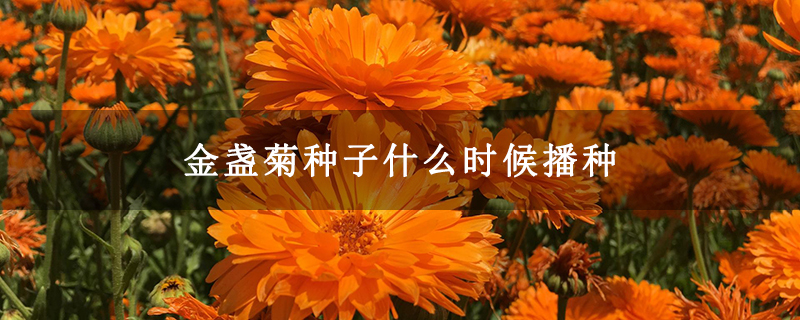 金盏菊种子什么时候播种