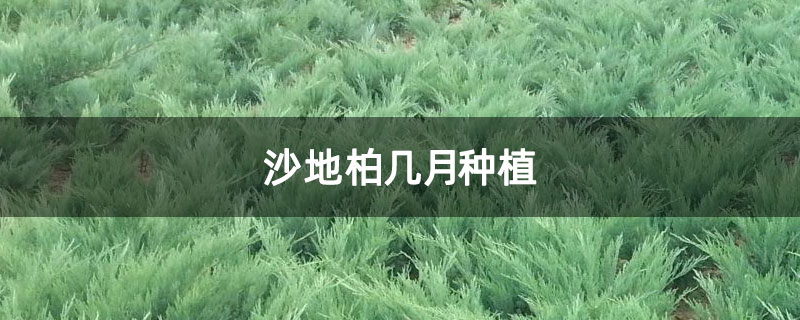 沙地柏几月种植