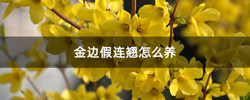 金边假连翘怎么养