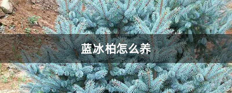 蓝冰柏怎么养