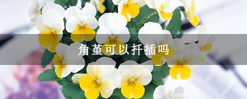 角堇可以扦插吗