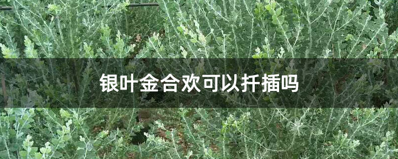 银叶金合欢可以扦插吗