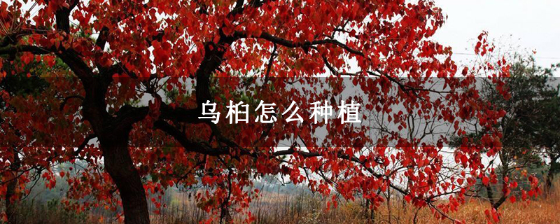 乌桕怎么种植