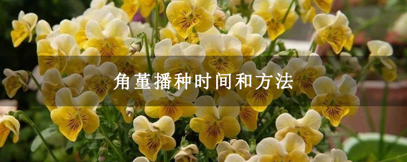 角堇播种时间和方法