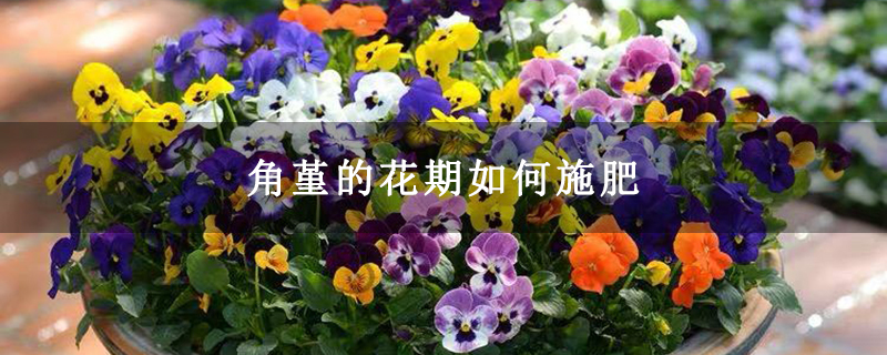 角堇的花期如何施肥