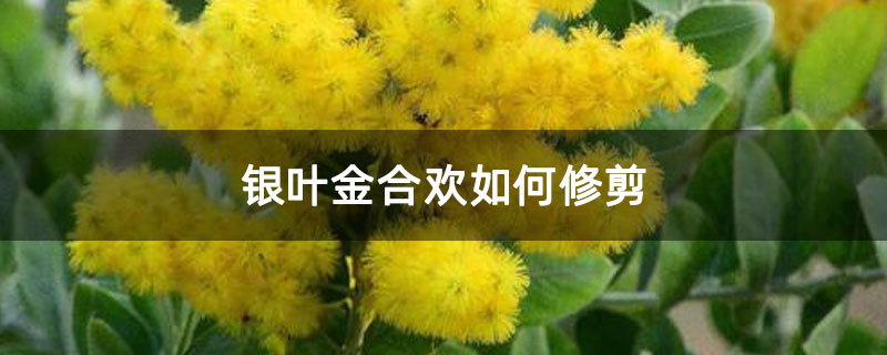 银叶金合欢如何修剪