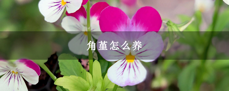 角堇怎么养