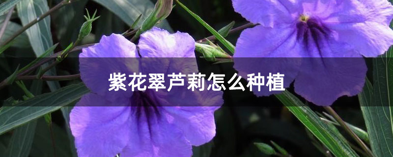 紫花翠芦莉怎么种植