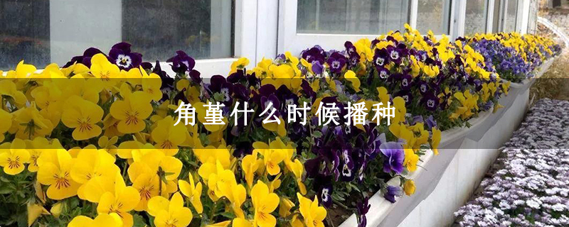 角堇什么时候播种