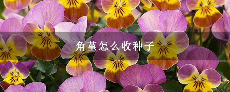 角堇怎么收种子