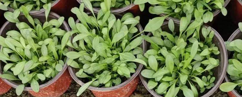 大花金鸡菊种子要泡水吗