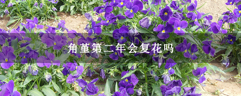 角堇第二年会复花吗
