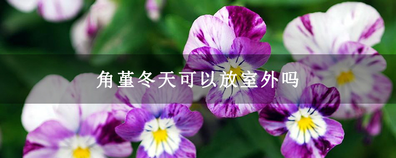 角堇冬天可以放室外吗