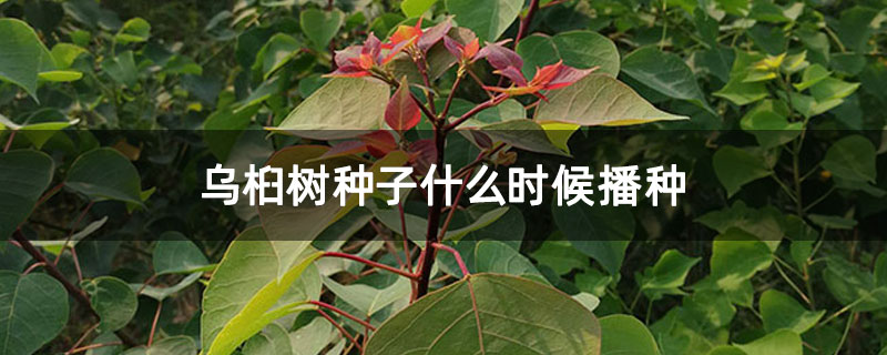 乌桕树种子什么时候播种