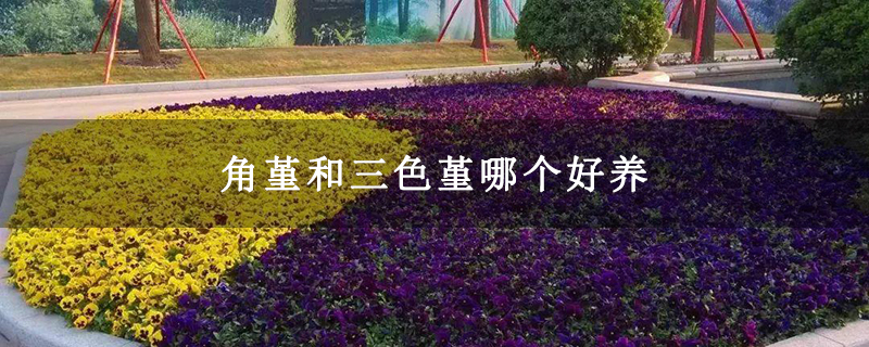 角堇和三色堇哪个好养