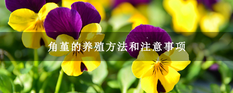 角堇的养殖方法和注意事项