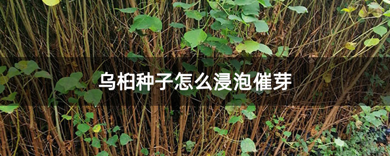乌桕种子怎么浸泡催芽