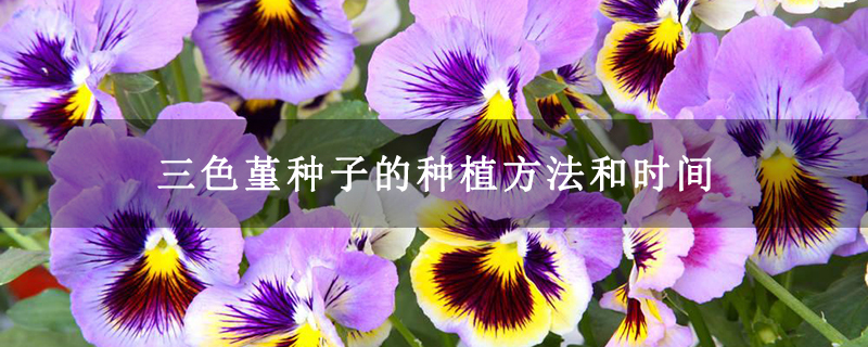 三色堇种子的种植方法和时间