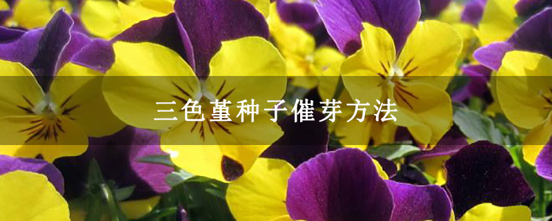 三色堇种子催芽方法