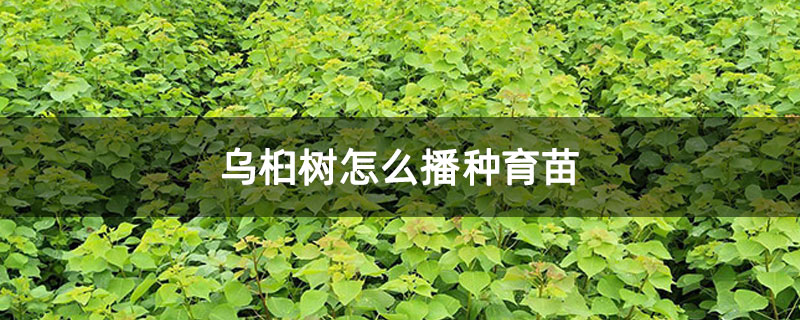 乌桕树怎么播种育苗