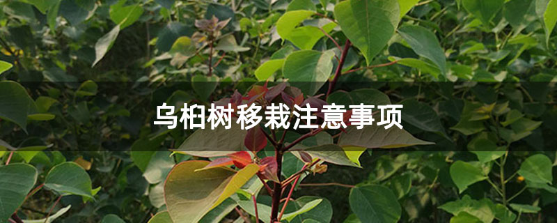 乌桕树移栽注意事项