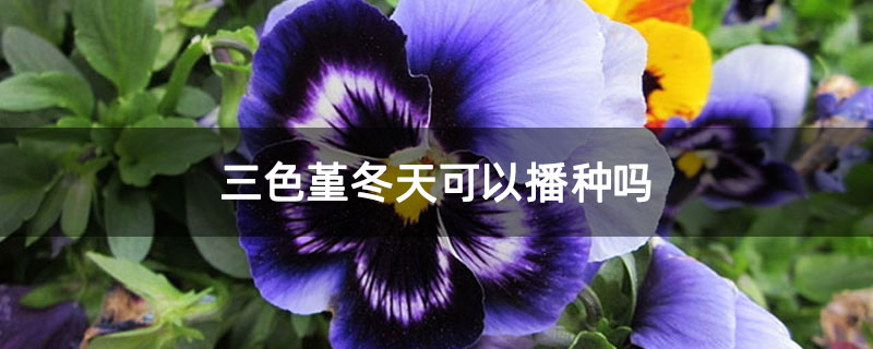 三色堇冬天可以播种吗