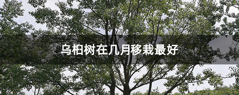 乌桕树在几月移栽最好