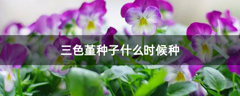 三色堇种子什么时候种