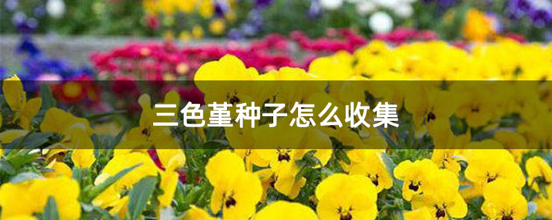 三色堇种子怎么收集