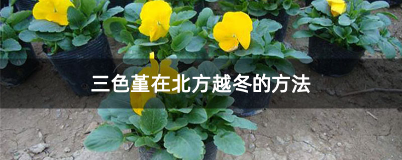 三色堇在北方越冬的方法