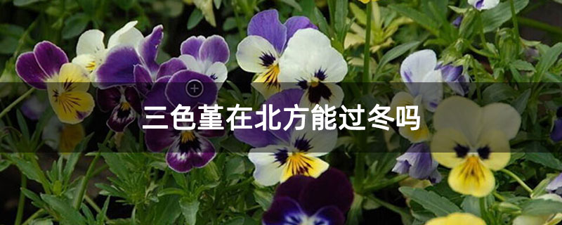 三色堇在北方能过冬吗