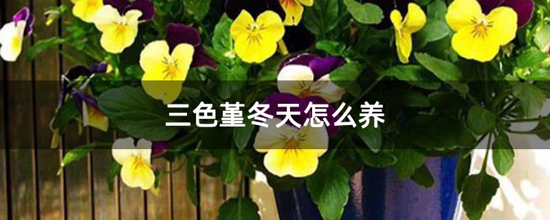 三色堇冬天怎么养