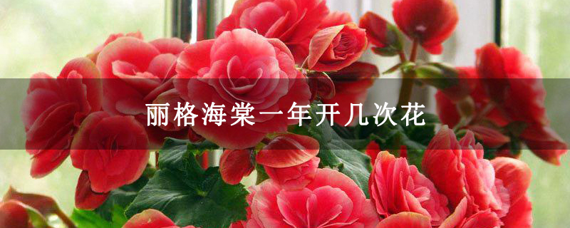 丽格海棠一年开几次花