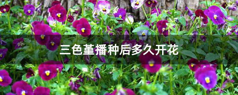 三色堇播种后多久开花